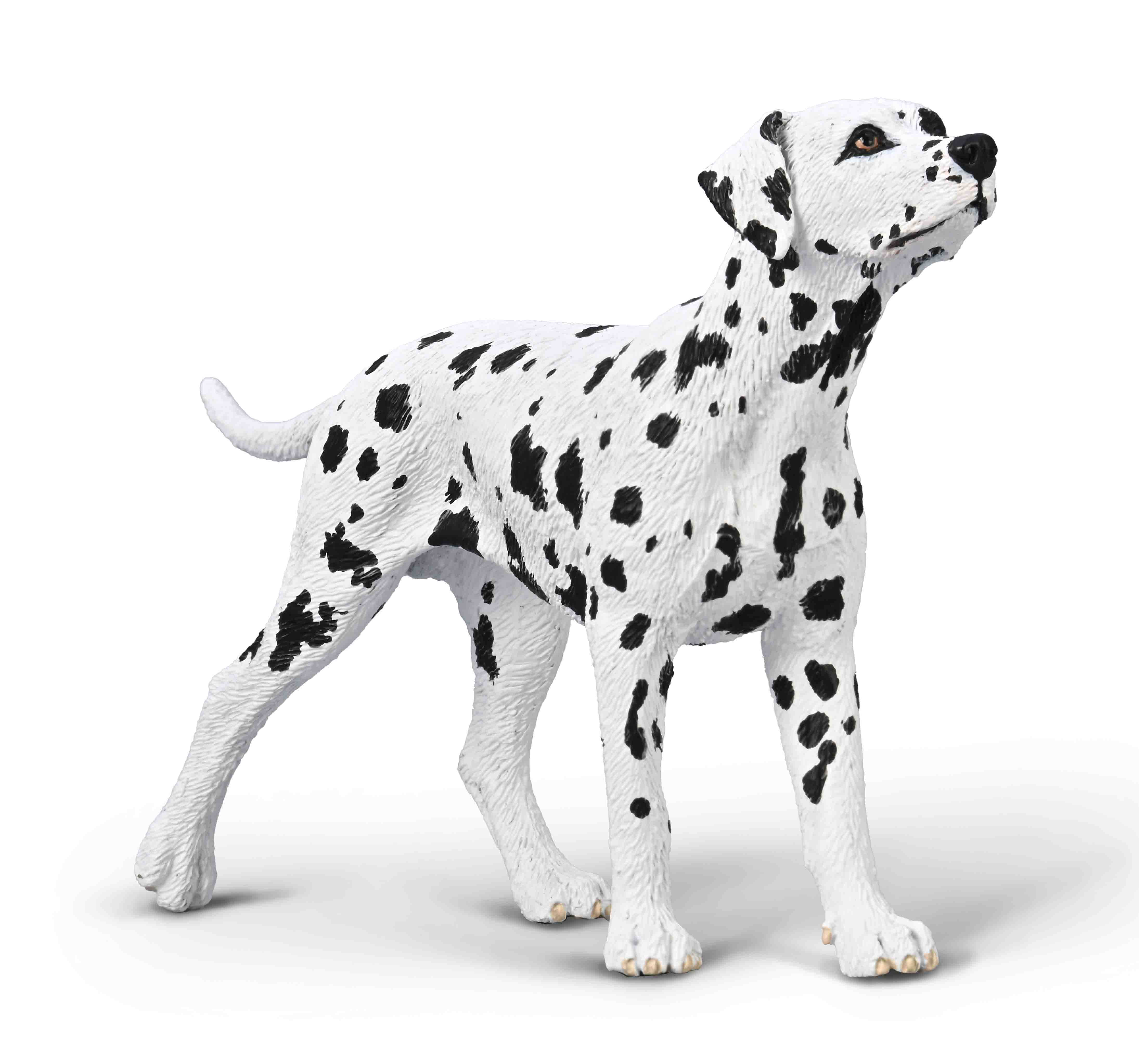 Dalmatian - 80040