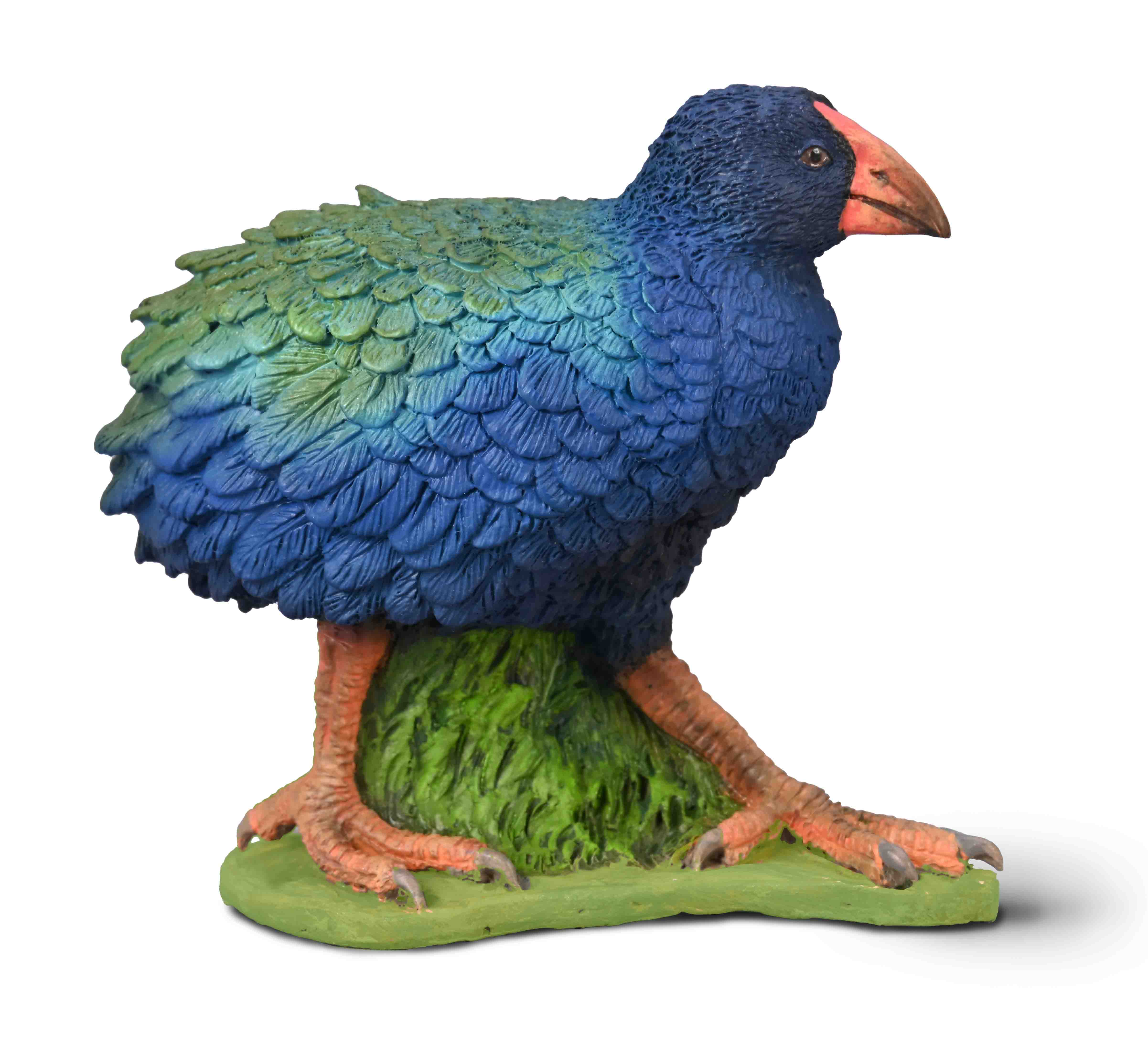 Takahe - 80041