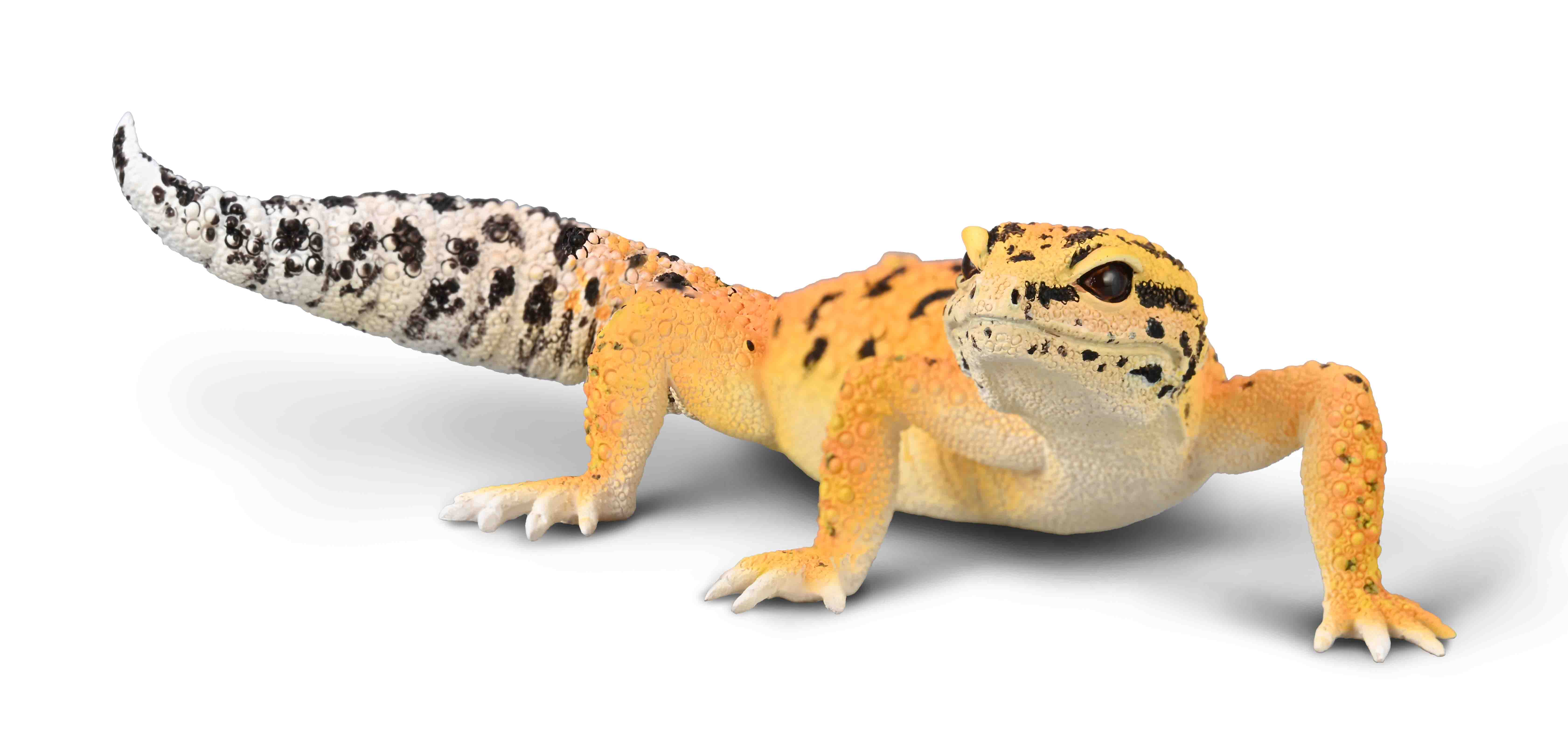 Gecko leopardo