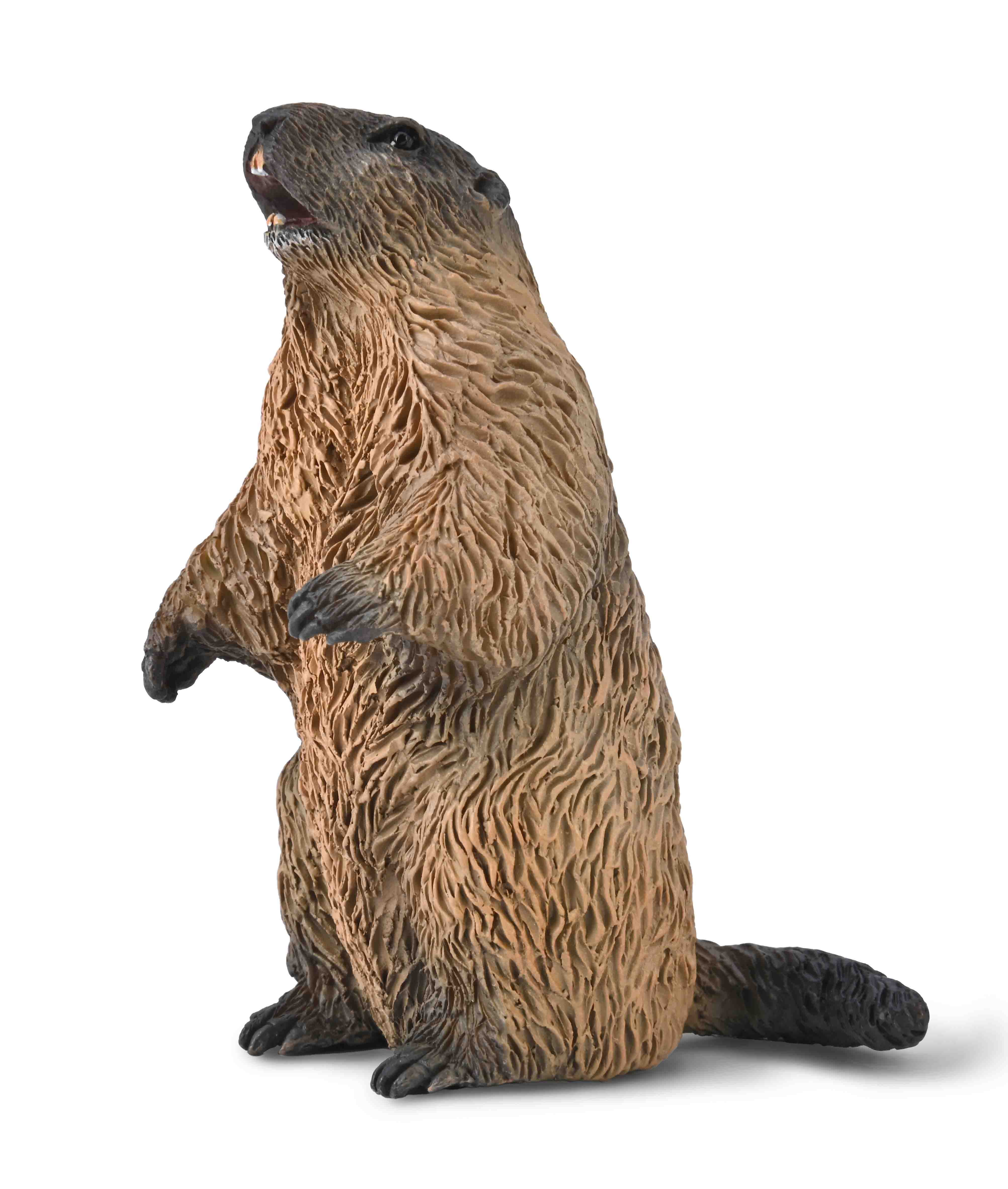 Marmot