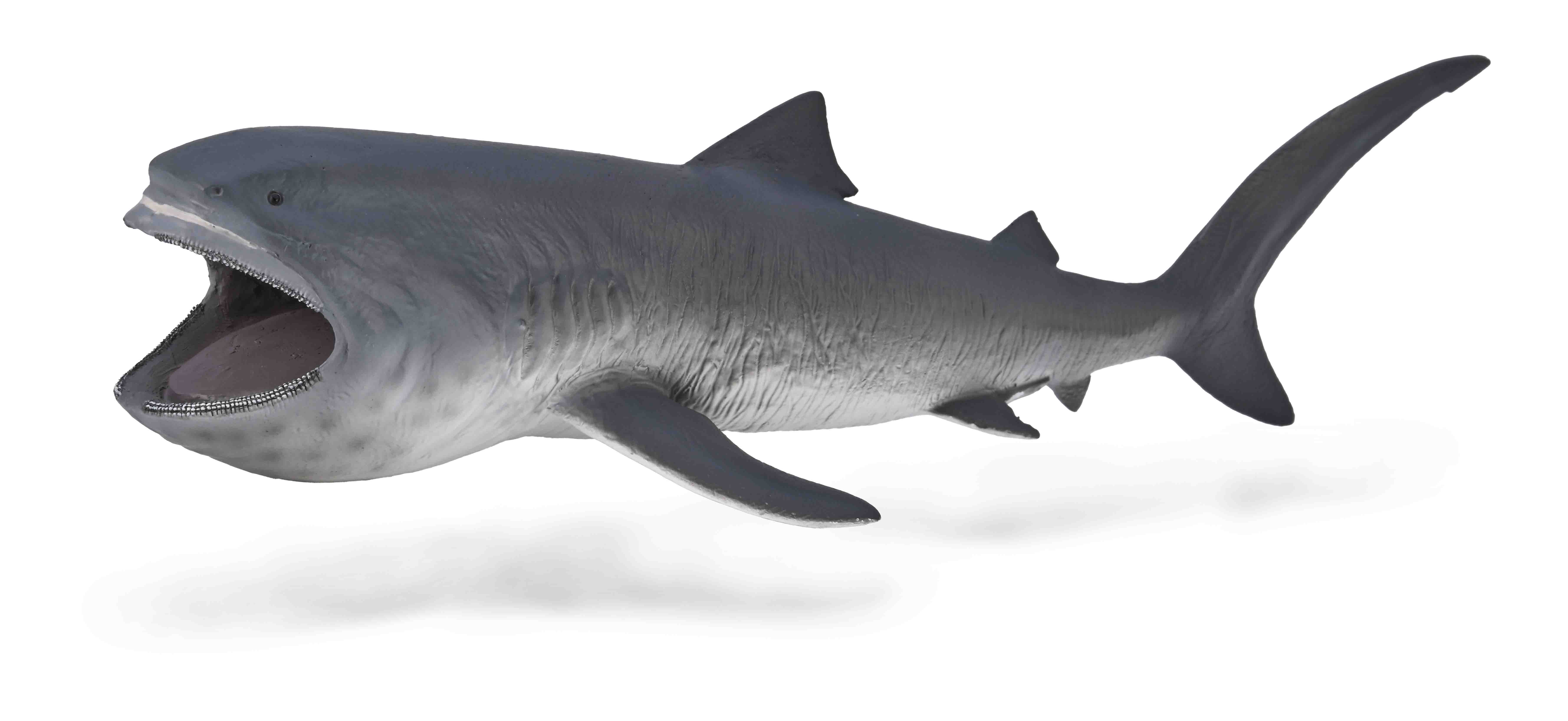 Megamouth Shark - 80046