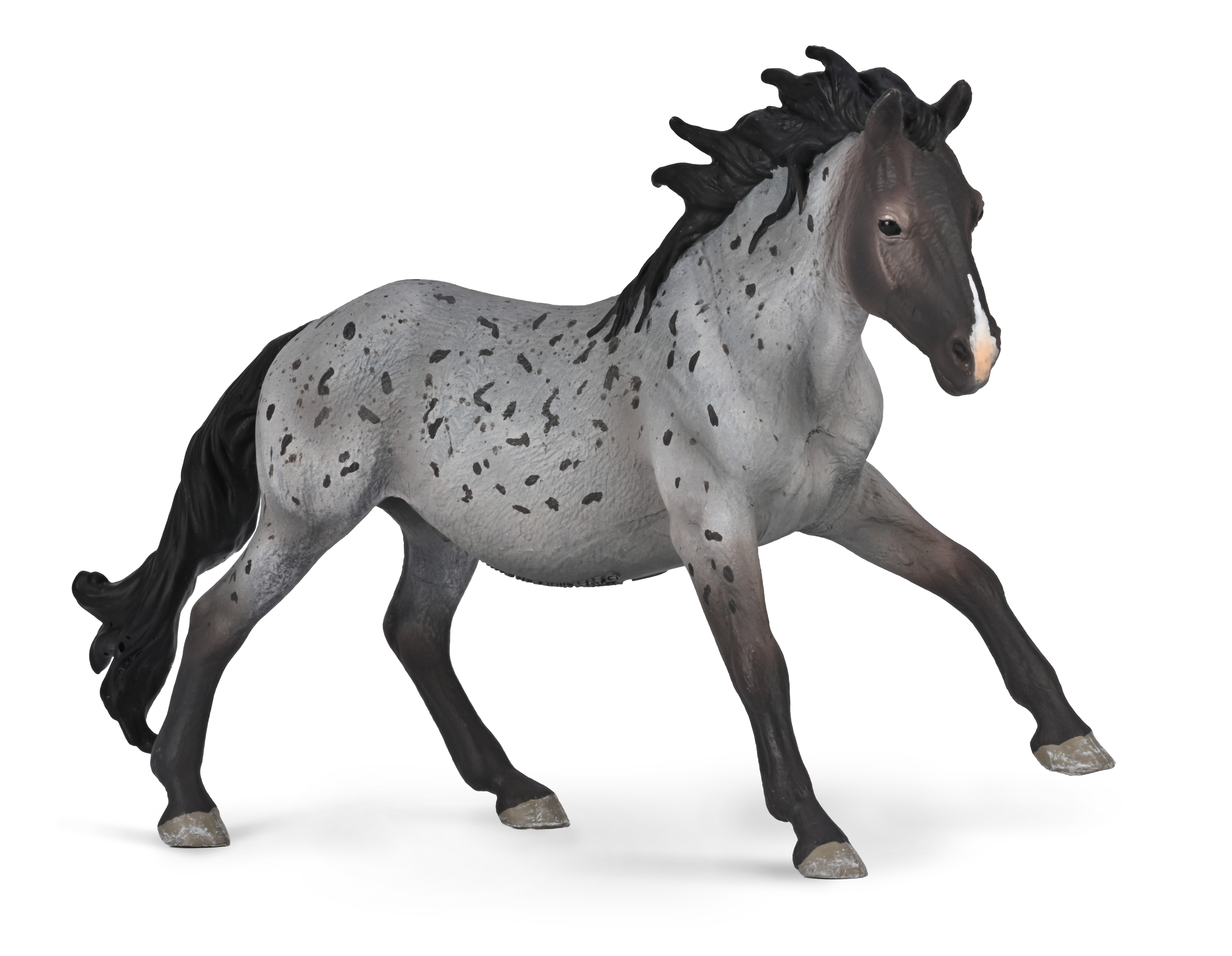 Semental Nokota Azul Ruano